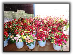 roses-3